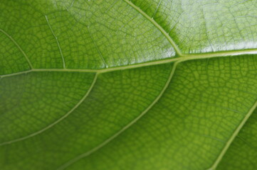 Detail of the backlit texture and pattern of a fig leaf plant, the veins form similar structure to...