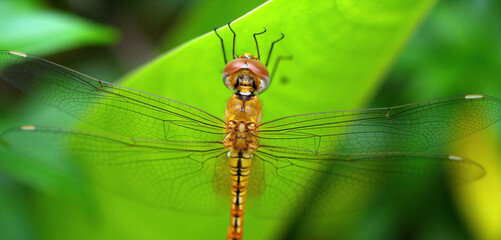 Dragonfly on a green leaf