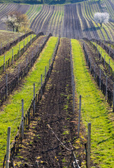 flowering cherry with vineyard near Cejkovice, Southern Moravia, Czech Republic