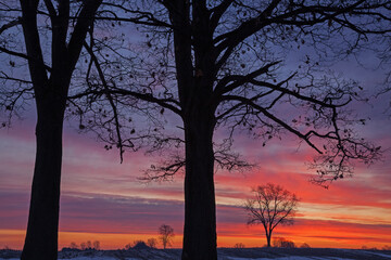 Landscape of bare trees in a rural winter landscape silhouetted against a colorful dawn sky, Michigan, USA
