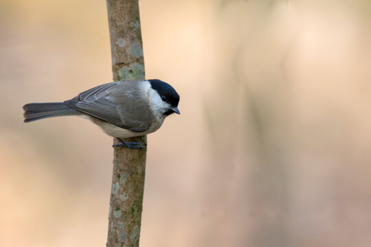 M&eacute;sange nonnette