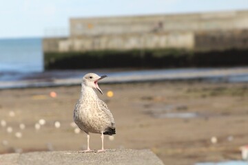 seagull on the beach