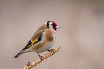 Chardonneret d'Europe