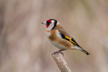 Chardonneret d'Europe