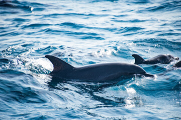 Obraz premium Dolphins