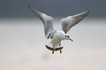 Mouette rieuse