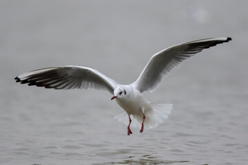 Mouette rieuse