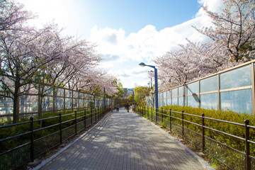 Path lined with cherry blossom trees in Osaka_02
