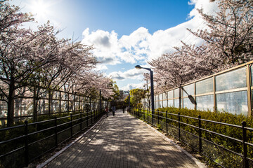 Path lined with cherry blossom trees in Osaka_01