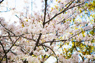 Cherry blossoms basking in the sun in Osaka_06