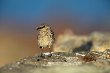 Pipit maritime