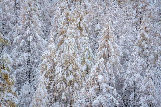 Snowy larch tree forest in Col de La Cayolle, Mercantour National Park. Winter in Southern French Alps with snow-covered trees. Ubaye Valley, Alpes-de-Haute-Provence, France