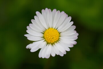 Obraz premium daisy flower closeup