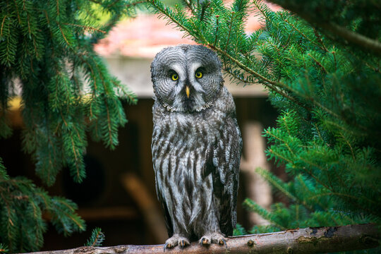 Full body of adult male great grey owl (Strix nebulosa) on the tree branch