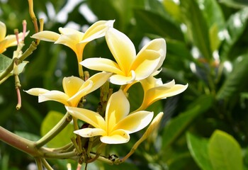 Bright yellow frangipani flowers blooming in a garden