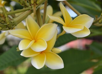 Close up of beautiful yellow frangipani flowers in a tropical garden