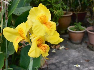 Bright yellow canna flower in a tropical garden