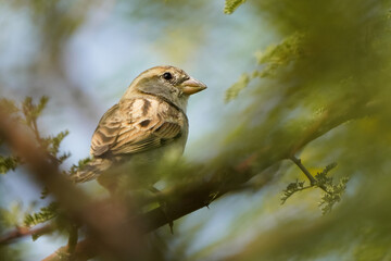 Female House Sparrow perched in a tree