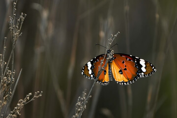 Plain Tiger butterfly 