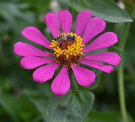Close up of a bee pollinating a pink and yellow flower in a garden