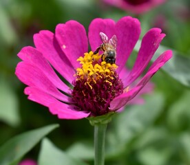 Bee pollinating a small pink and yellow flower