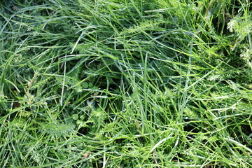 green grass background