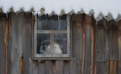 Old window of an old house with a goat.