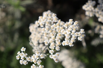 yarrow flowers