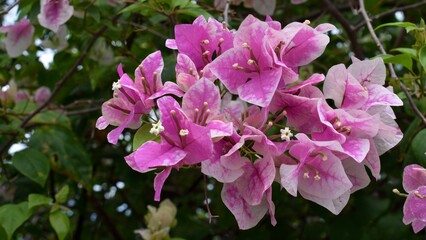 Beautiful pink and white bougainvillea flowers in a garden