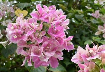 Beautiful pink and white bougainvillea flowers in a garden