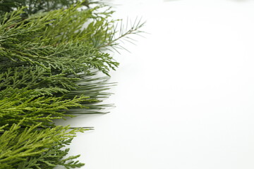 Obraz premium pine tree leaves on isolated white background