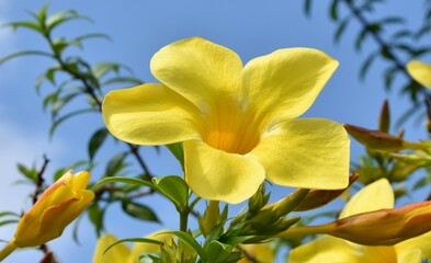 Close up of a beautiful yellow allamanda flower on a sunny day