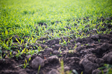 fresh green on a field in autumn against the sun