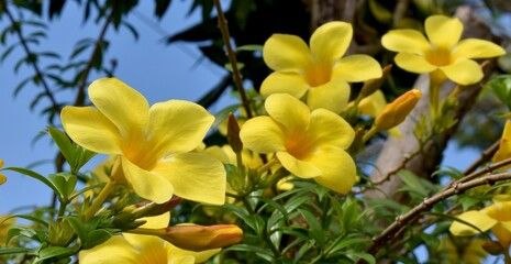 Fototapeta na wymiar Beautiful yellow allamanda flowers in a tropical garden