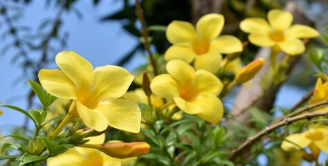 Bright yellow allamanda flowers in a tropical garden on a sunny day