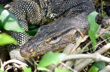 Obraz premium Close up of the face of a large monitor lizard
