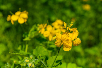 Greater celandine (chelidonium majus) blossoming in a forest
