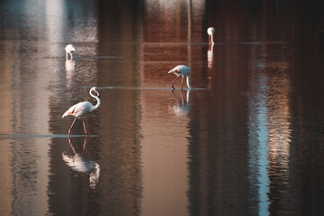 flamingos stand in the water with their heads down