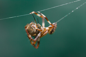A spider eats a fly.