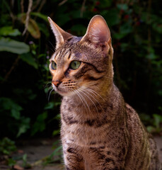 Naklejka na ściany i meble Savannah cat exploring a rural back garden. Confident cat with short spotted coat and bright green eyes