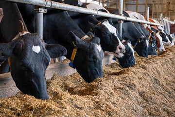 Black and white Holstein Friesian cows at a dairy farm.