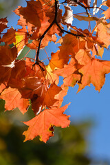 Autumn maple leaves.