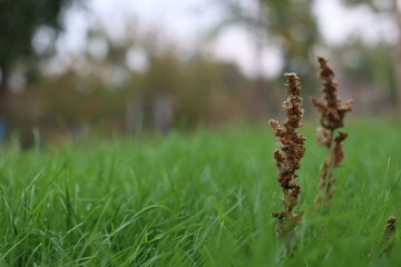 dry blade of grass on the lawn in early autumn