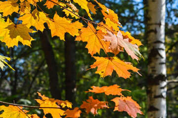 Autumn maple leaves.