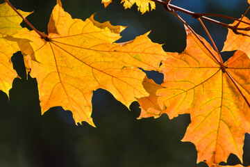 Autumn maple leaves.