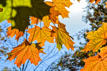 Fototapeta na wymiar Autumn maple leaves.