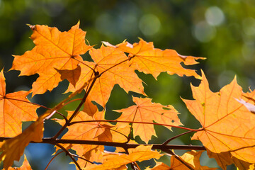 Autumn maple leaves.