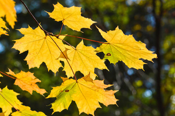 Autumn maple leaves.