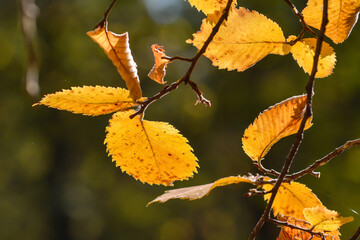 Autumn beech leaves.