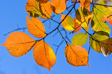 Autumn beech leaves.